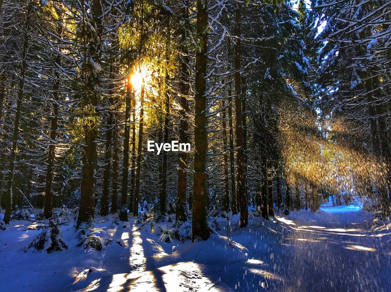 Trees in forest during winter