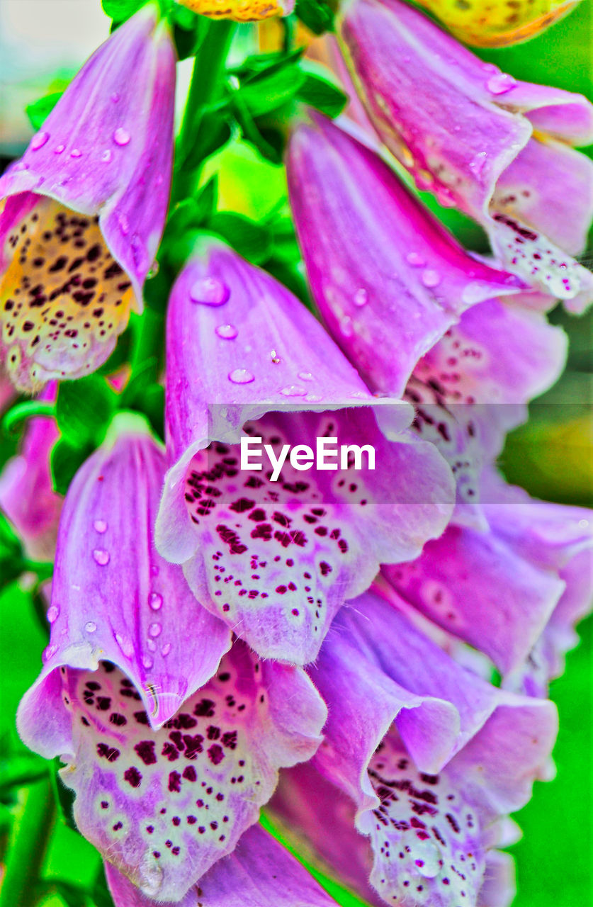 CLOSE-UP OF PLANTS