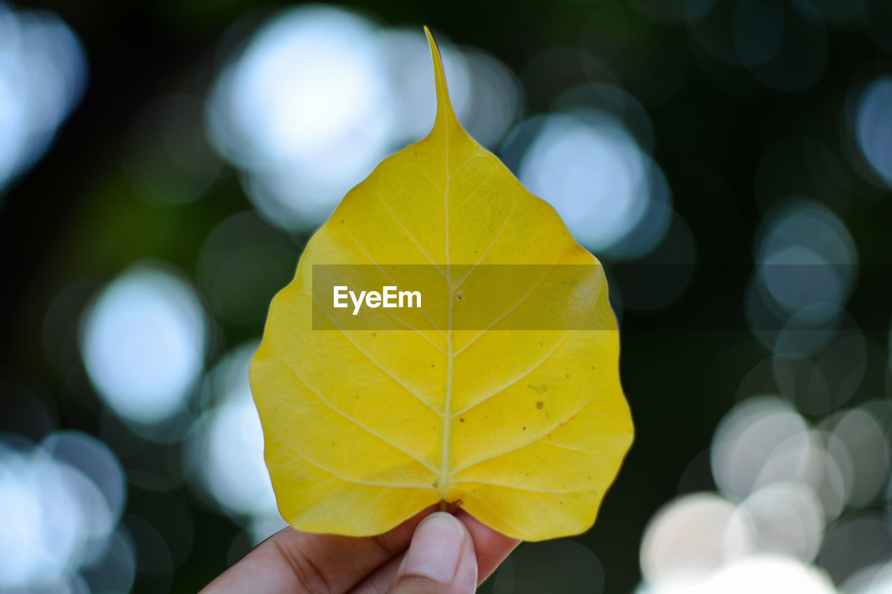 CLOSE-UP OF HAND HOLDING MAPLE LEAF