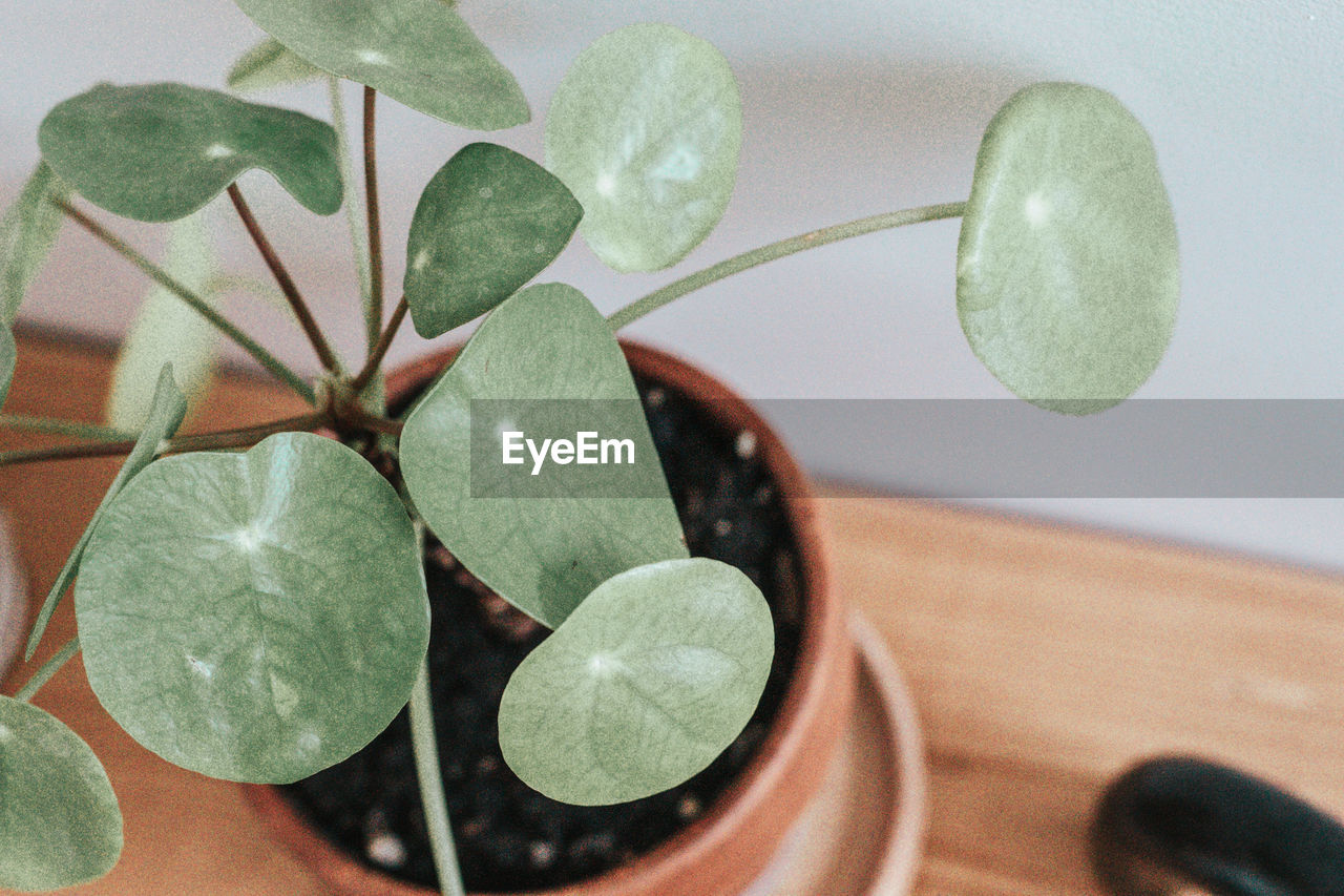 green, leaf, plant, plant part, flower, produce, indoors, nature, close-up, no people, food, growth, table, potted plant, houseplant, freshness, food and drink