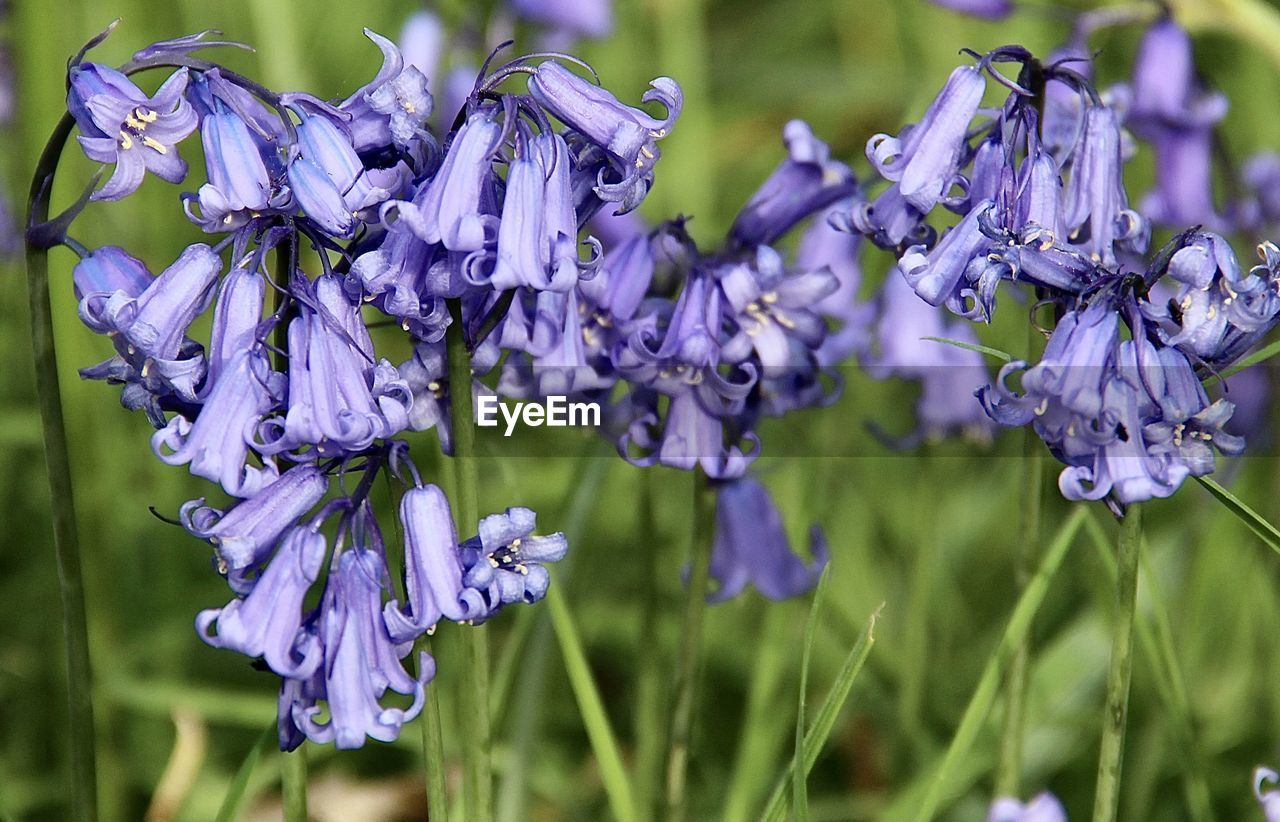 CLOSE-UP OF PURPLE FLOWERS