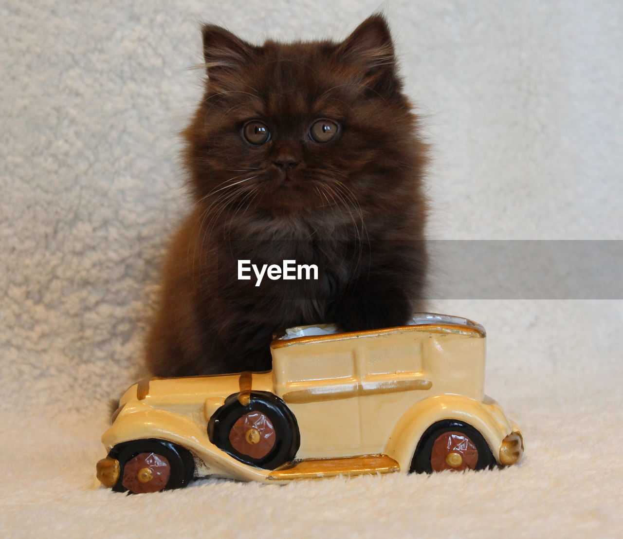 CLOSE-UP PORTRAIT OF CAT SITTING ON CAR