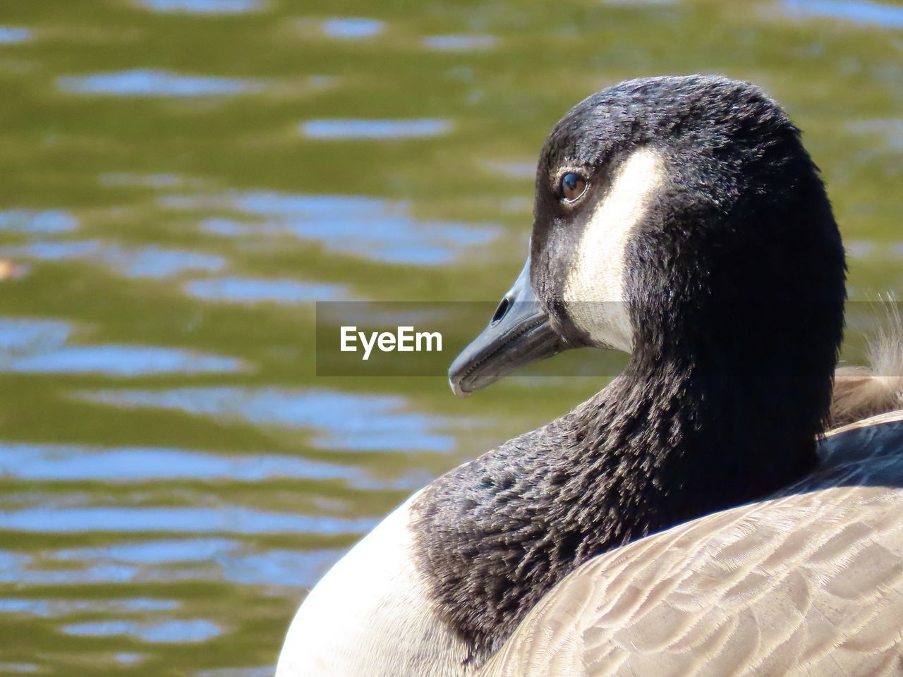 Close-up of a canada goose 