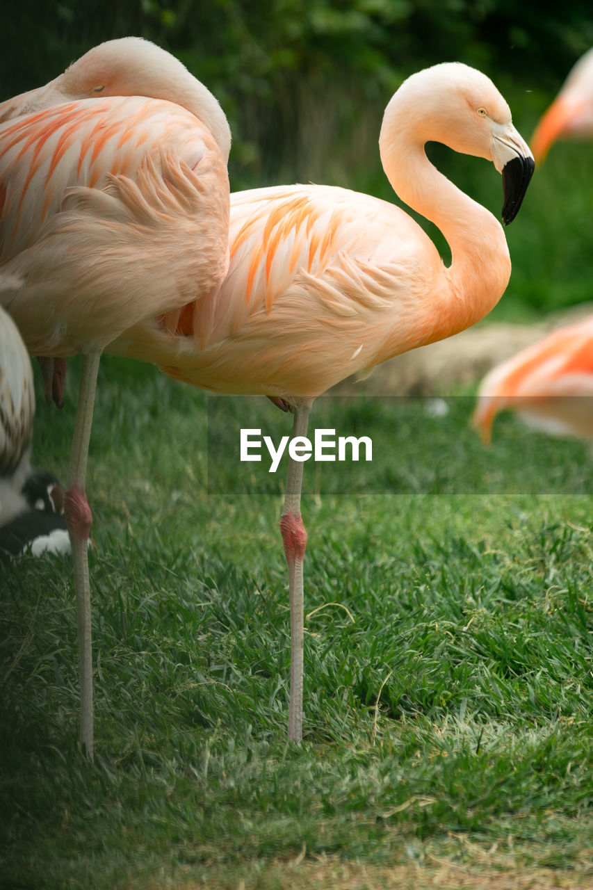 Flamingo  standing in a field