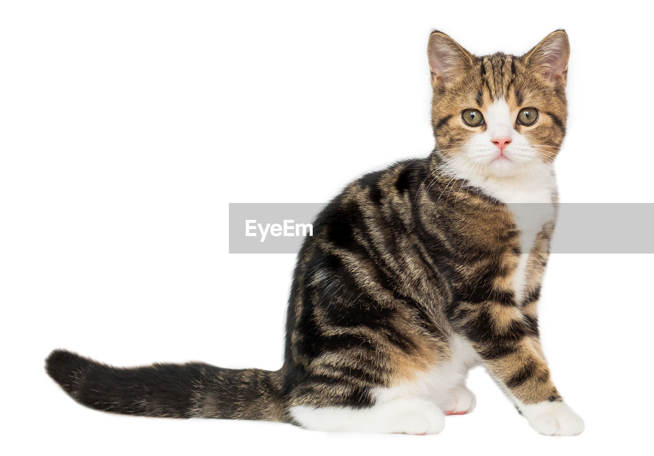 PORTRAIT OF CAT SITTING ON WHITE BACKGROUND