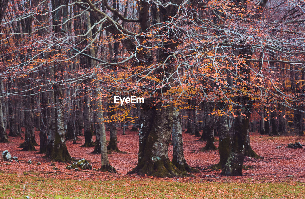 Trees in forest during autumn