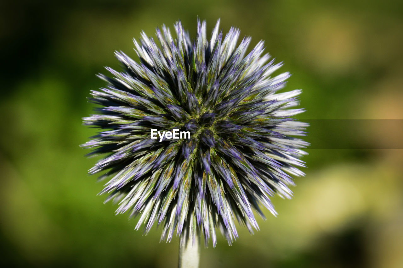 Close-up of blue flower