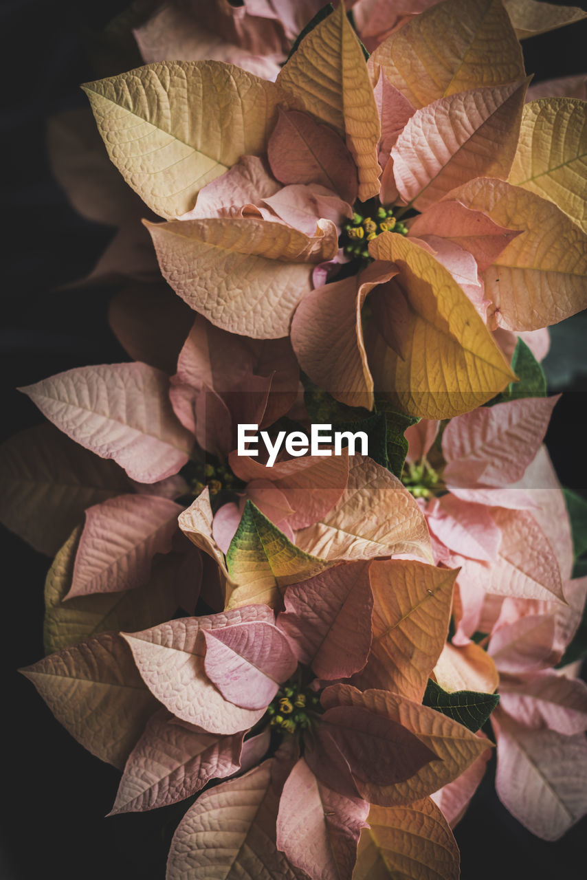 Top view of white and pink euphorbia pulcherrima in dark room