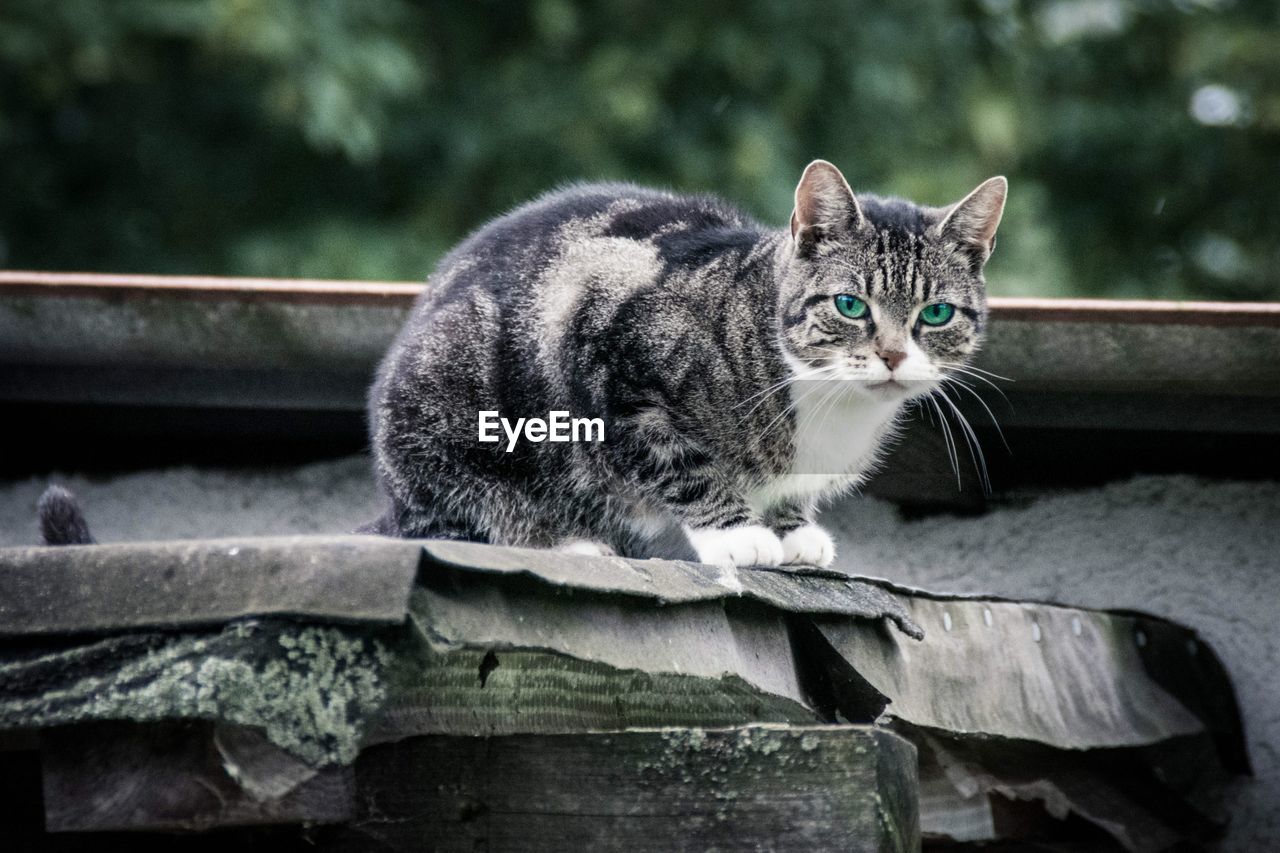 Portrait of cat sitting on roof