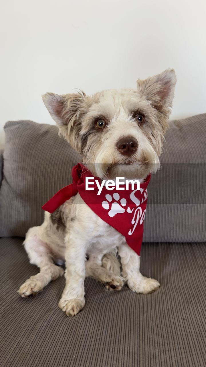 pet, domestic animals, dog, canine, mammal, one animal, animal themes, animal, portrait, pet clothing, looking at camera, puppy, cute, clothing, indoors, lap dog, sitting, no people, young animal, west highland white terrier, sofa, terrier