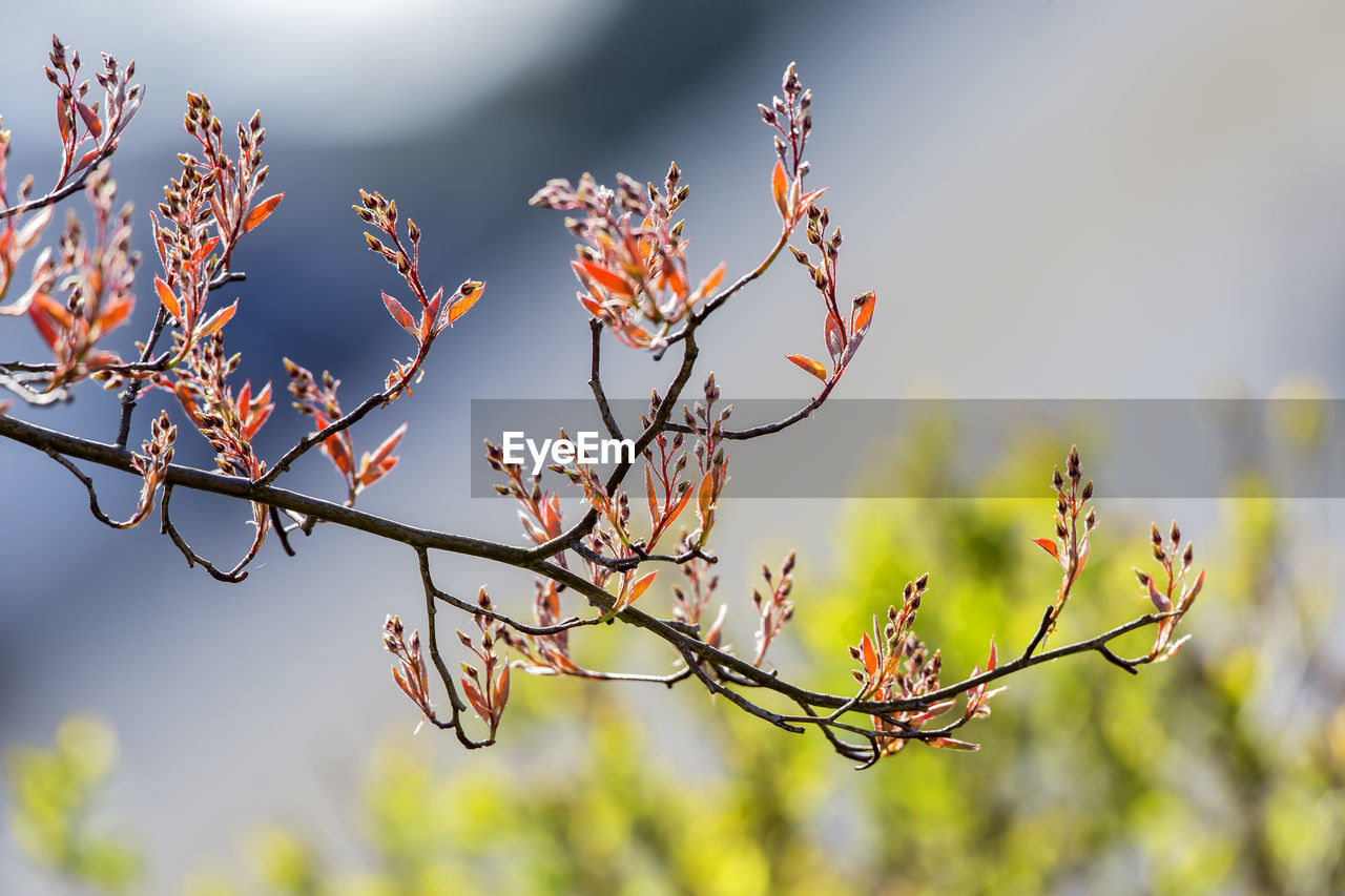 Close-up of flower tree against sky