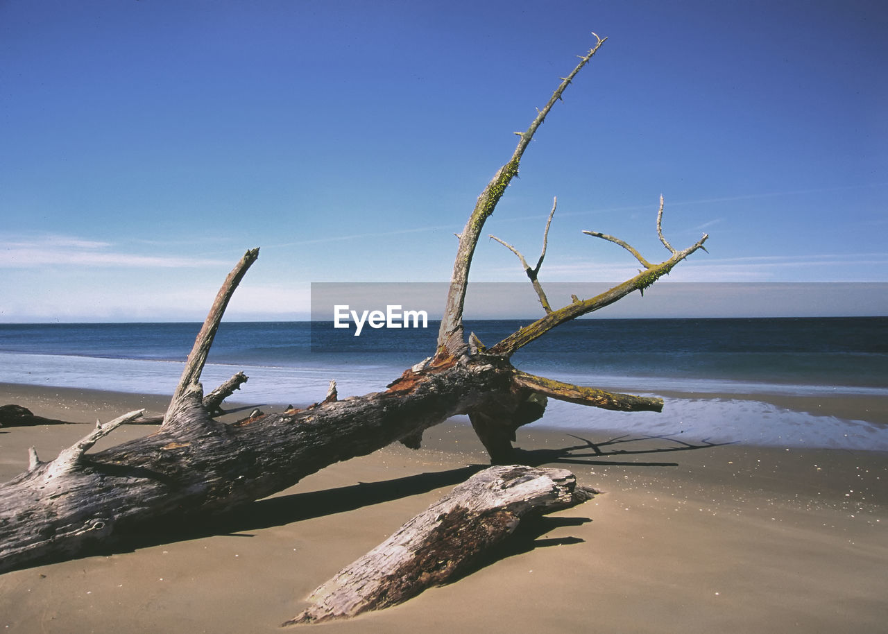 Dead tree on the sand beach 