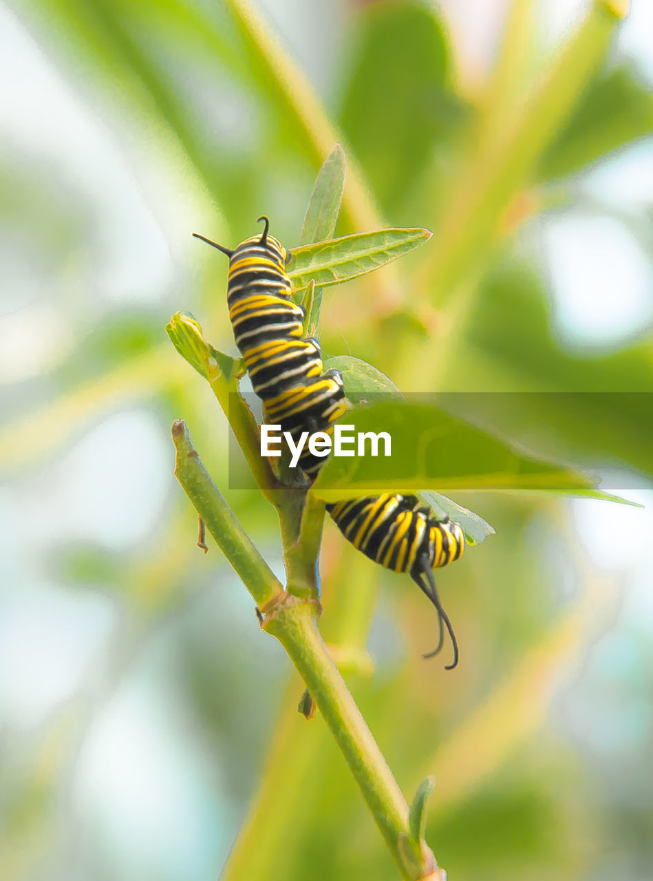 CLOSE-UP OF CATERPILLAR ON LEAF