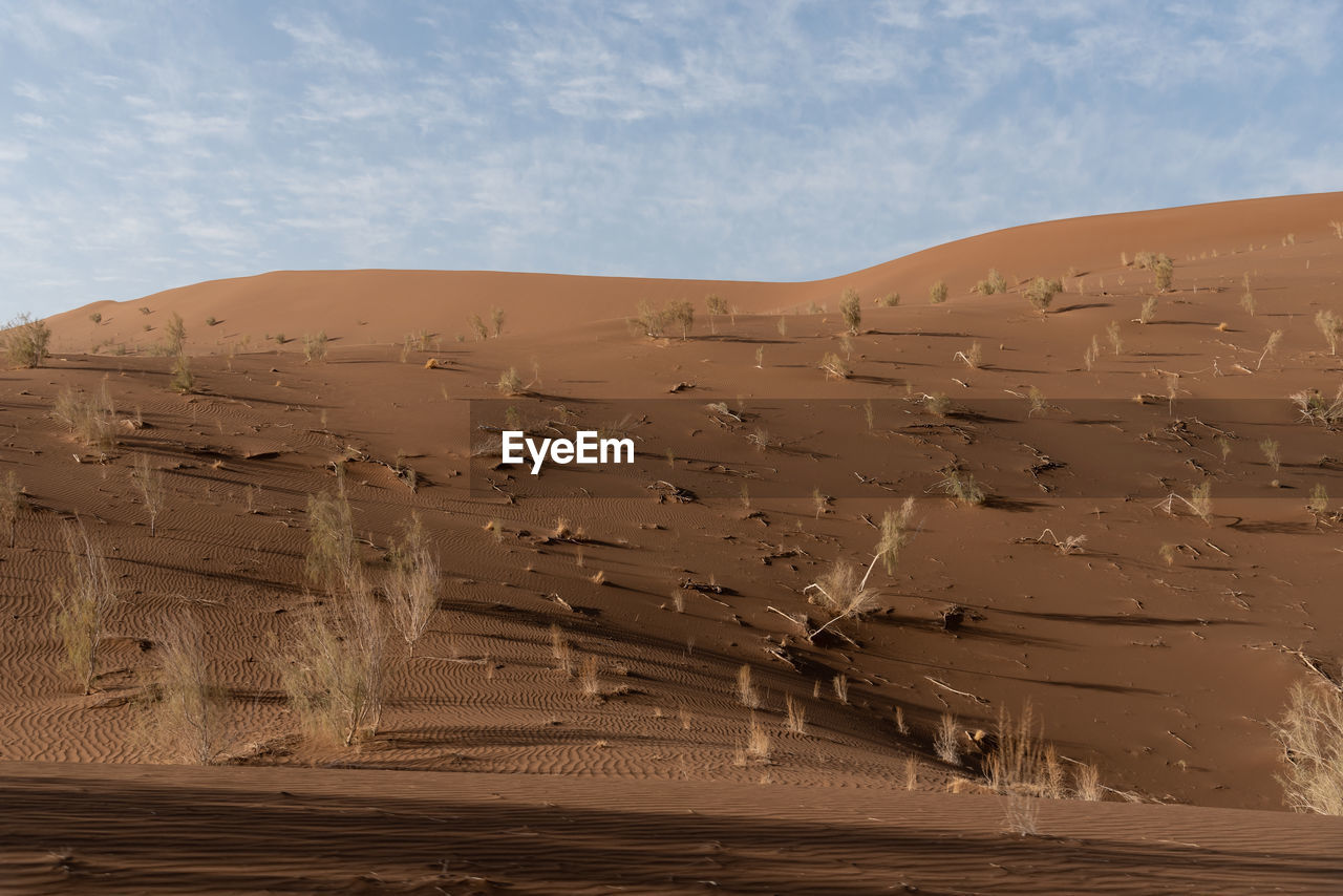 View from nature and landscapes of dasht e lut or sahara desert with rotten tamarisk tree .