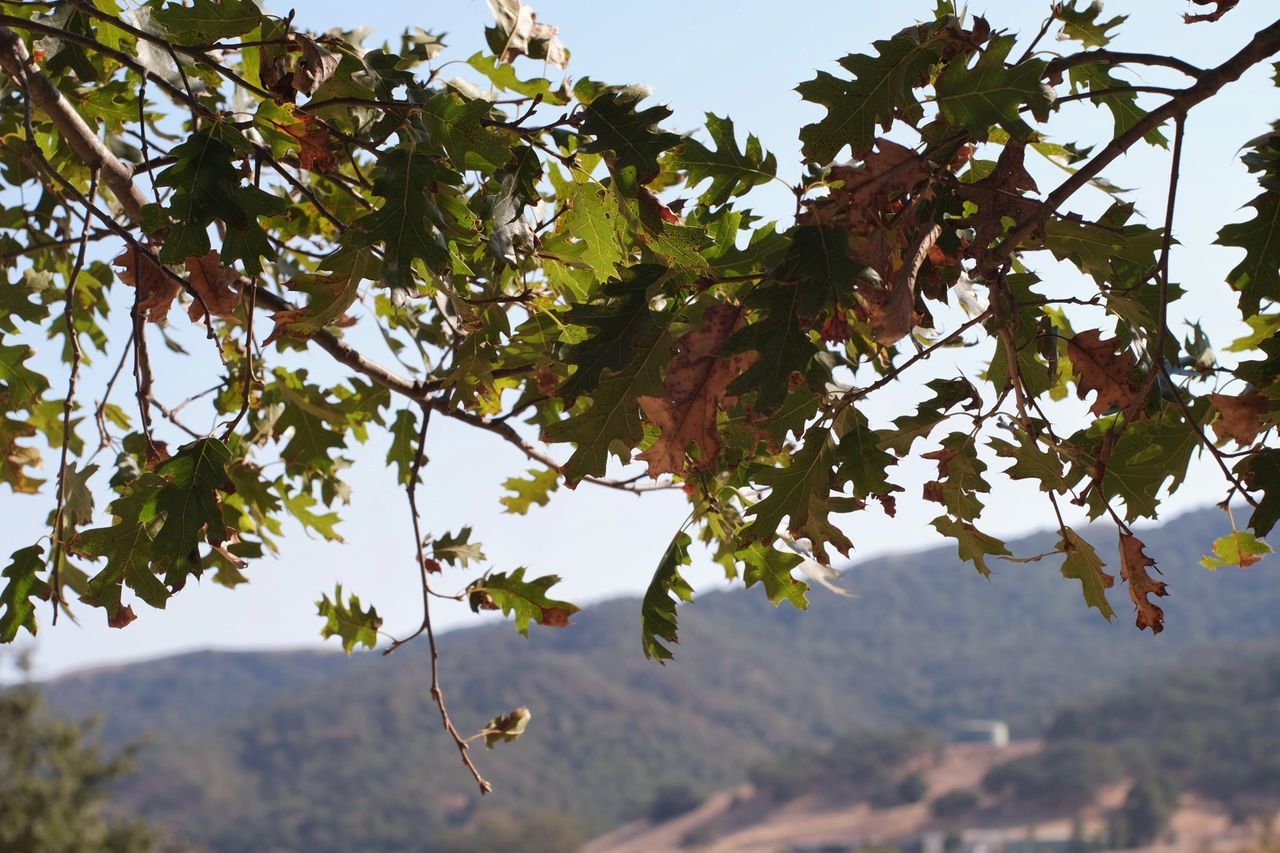 LOW ANGLE VIEW OF TREE AGAINST SKY