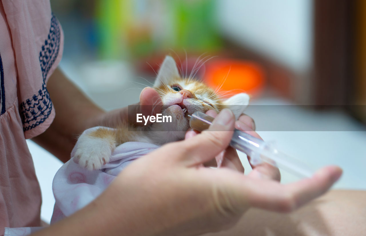 Close-up of hand holding cat