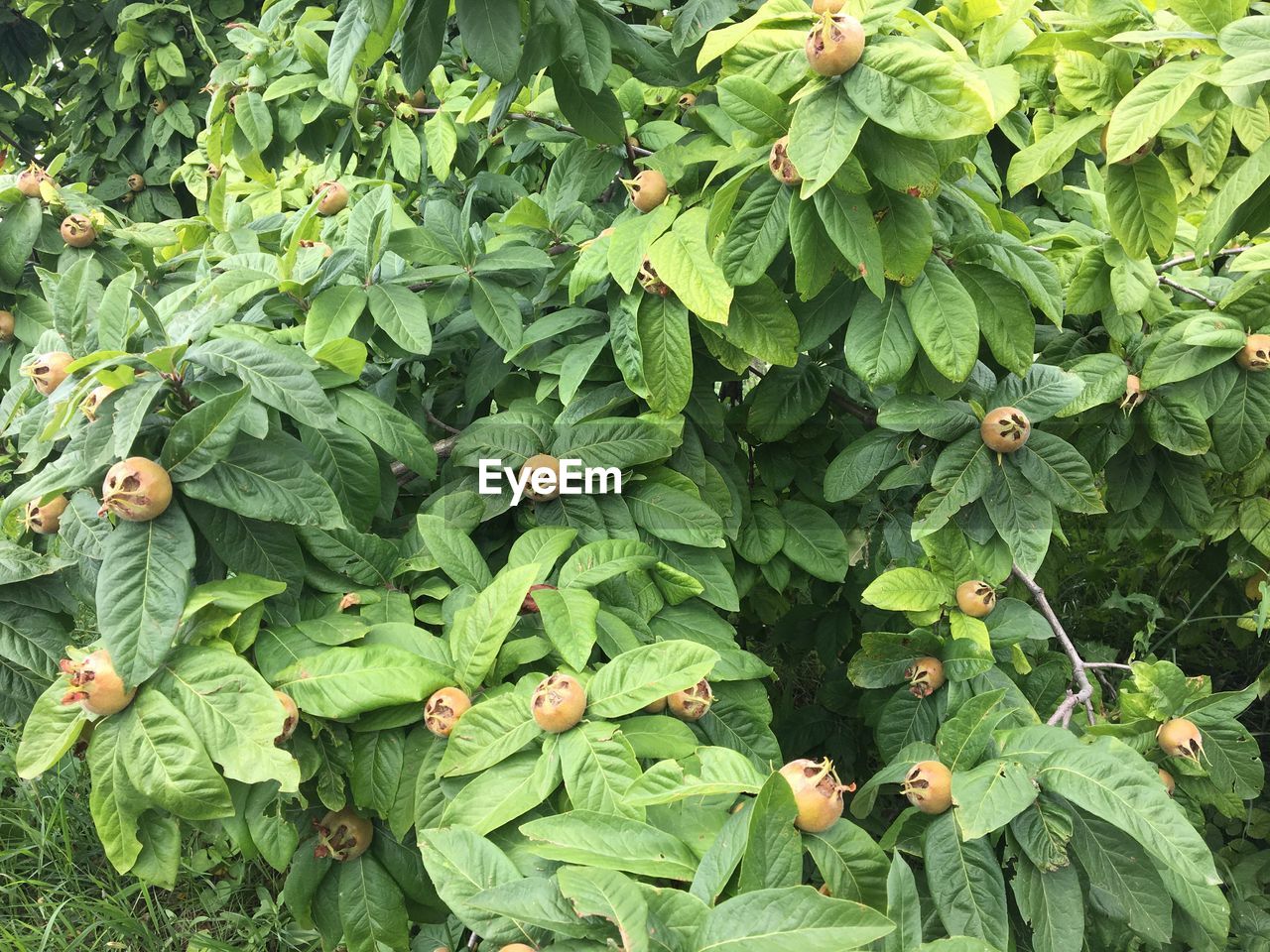 HIGH ANGLE VIEW OF PLANTS GROWING ON LAND