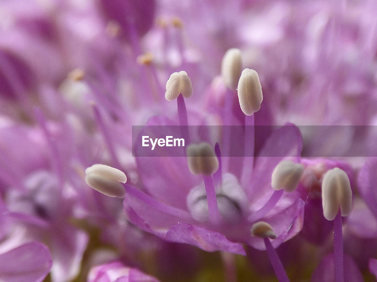 CLOSE-UP OF PINK FLOWERS BLOOMING