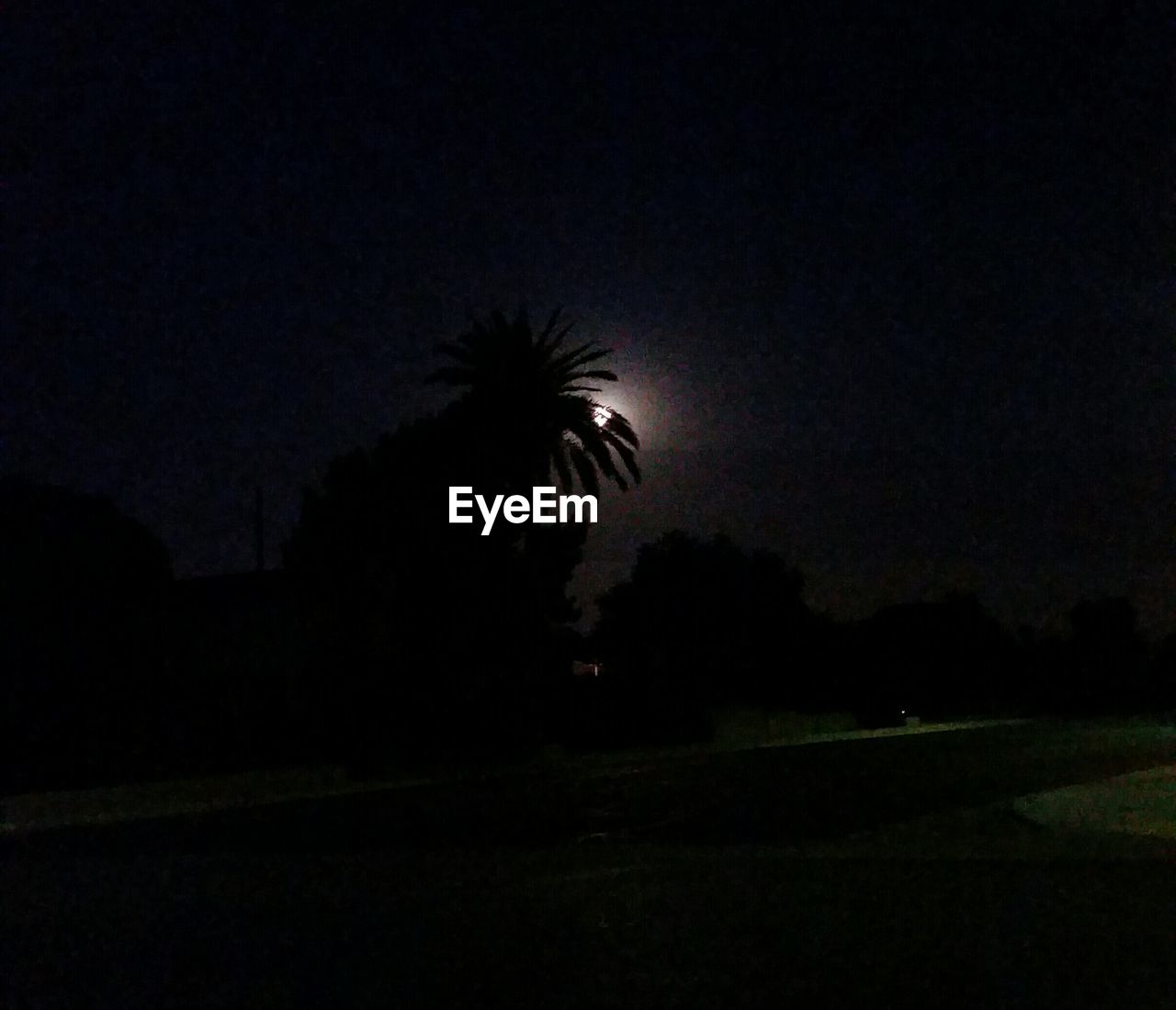 SILHOUETTE OF TREES AT NIGHT