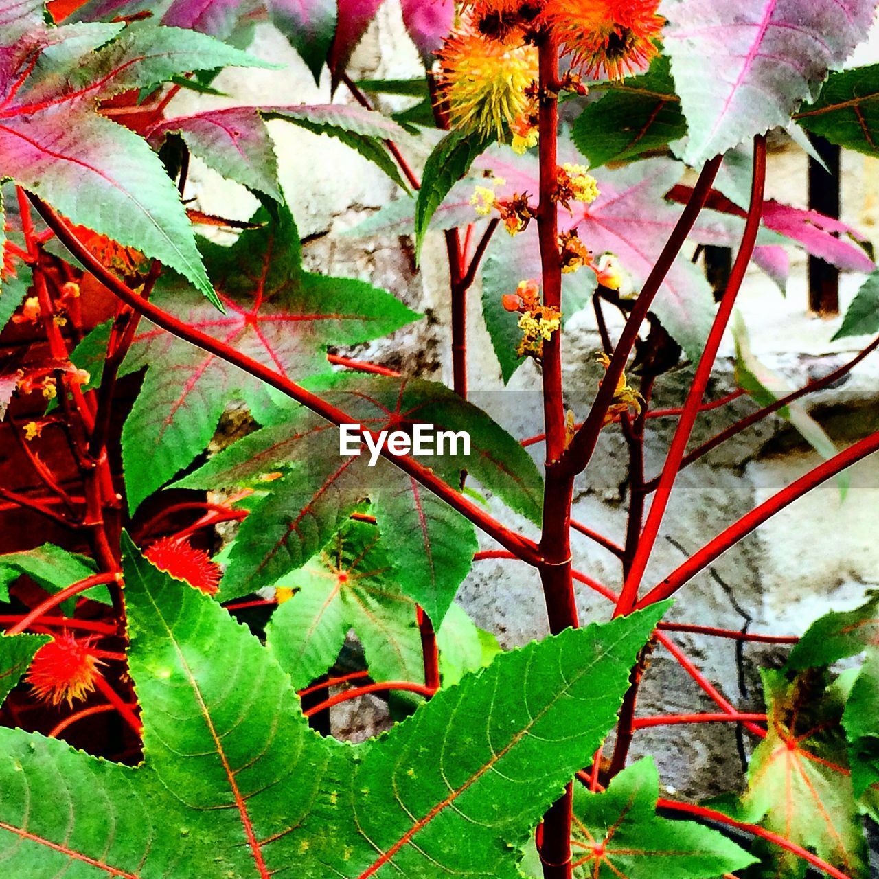 CLOSE-UP OF LEAVES ON GROUND