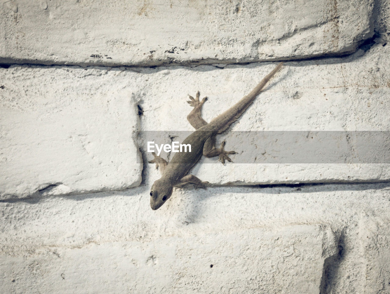 Close-up of lizard on wall