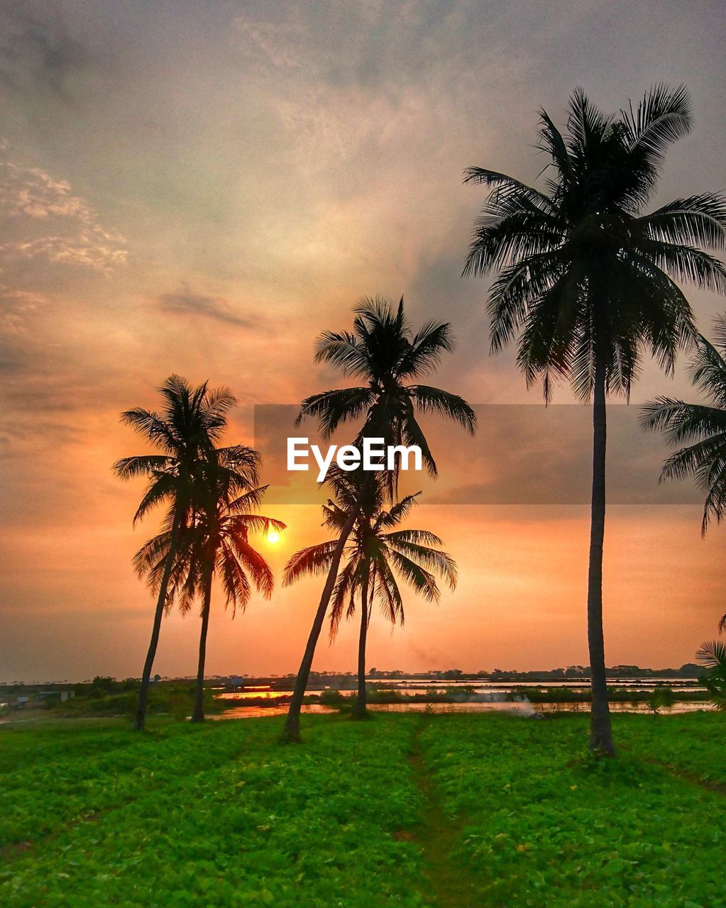 SILHOUETTE OF PALM TREES ON BEACH