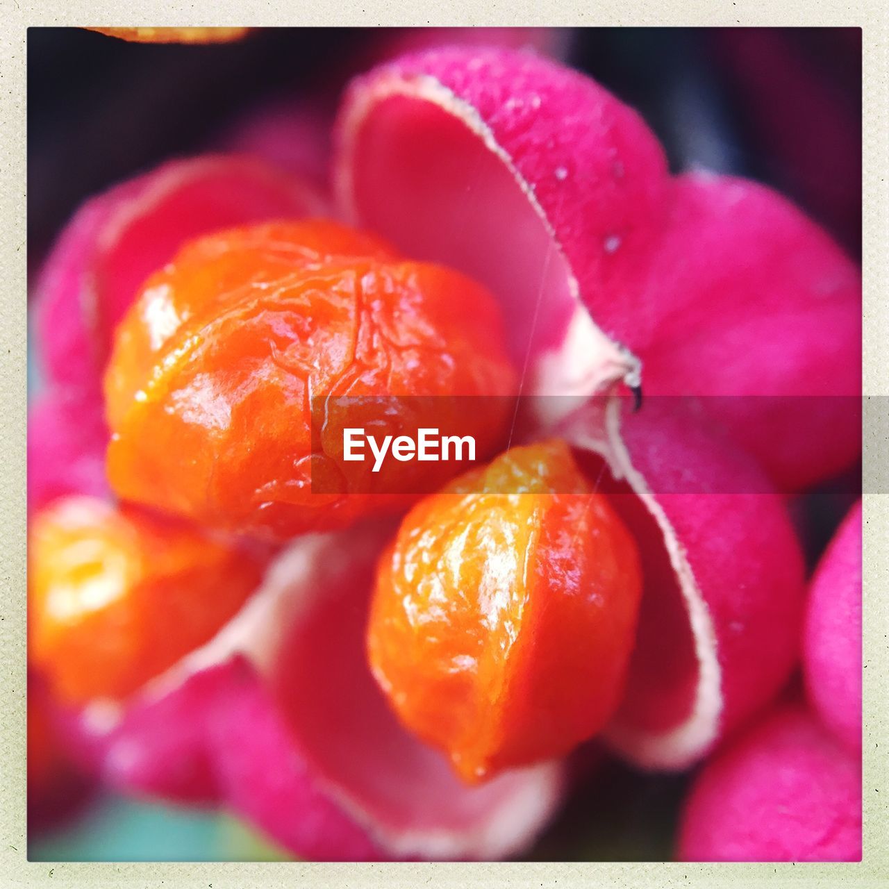 CLOSE-UP OF RED FLOWERS