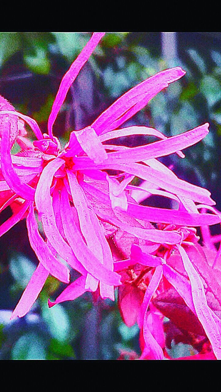 CLOSE-UP OF PINK FLOWERS