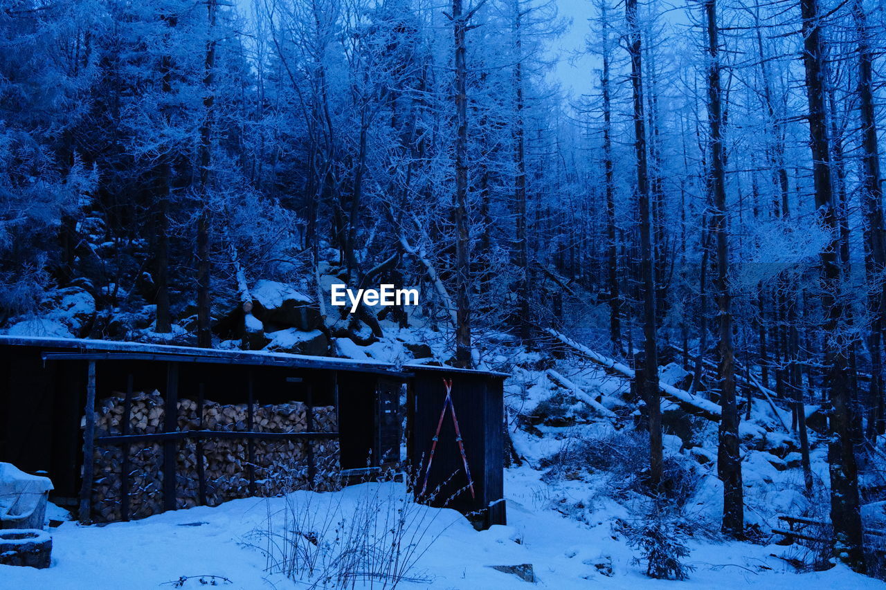 Trees in dark winter forest