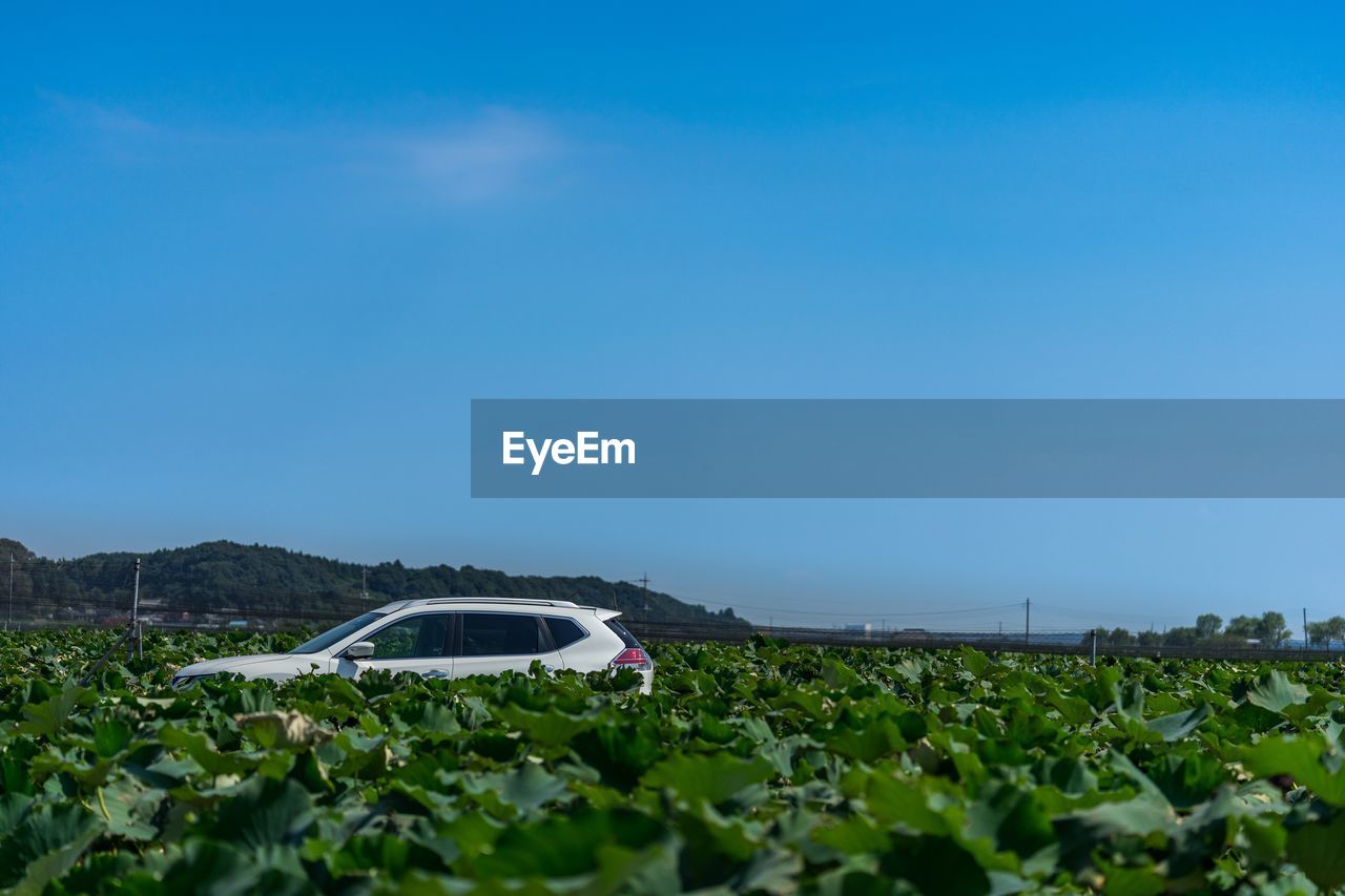 CAR ON ROAD AMIDST PLANTS AGAINST SKY