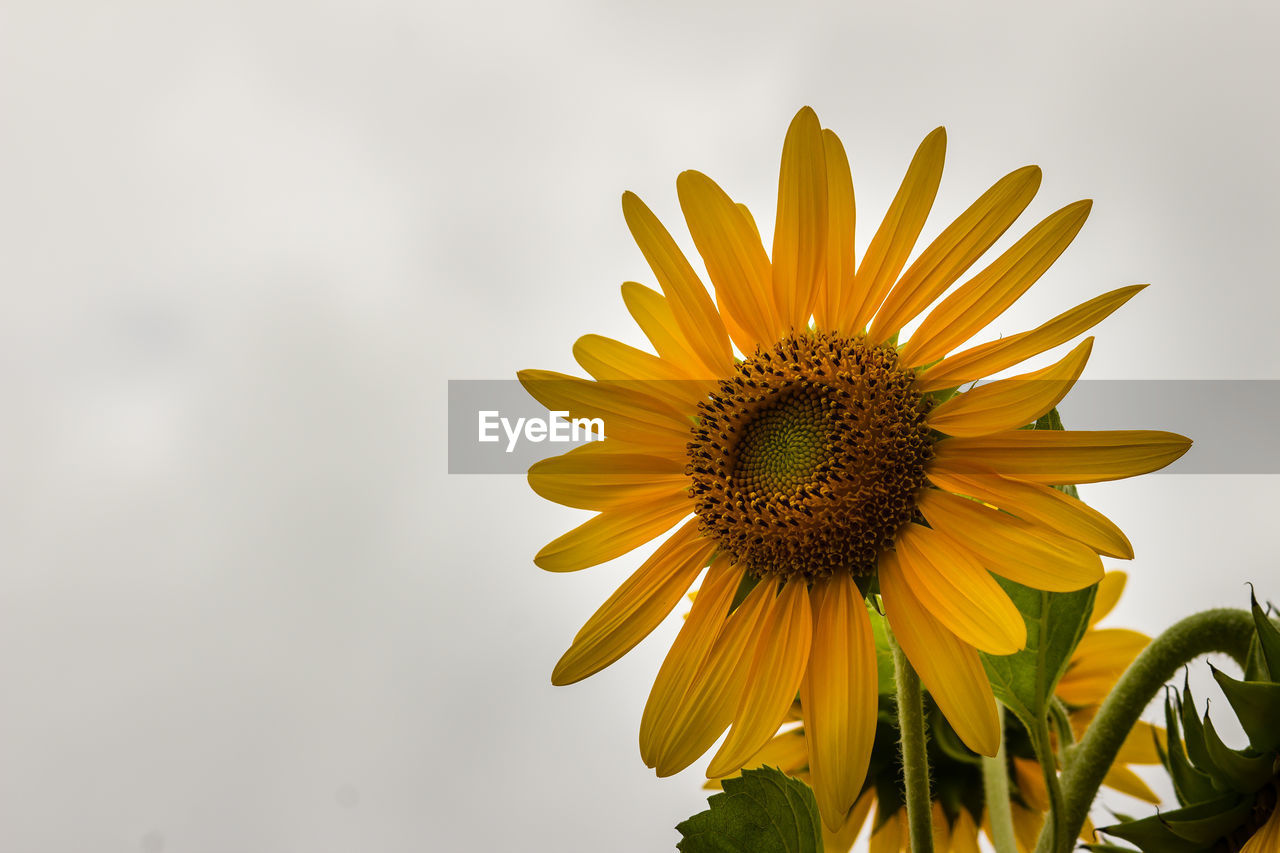 CLOSE-UP OF SUNFLOWER IN BLOOM AGAINST SKY