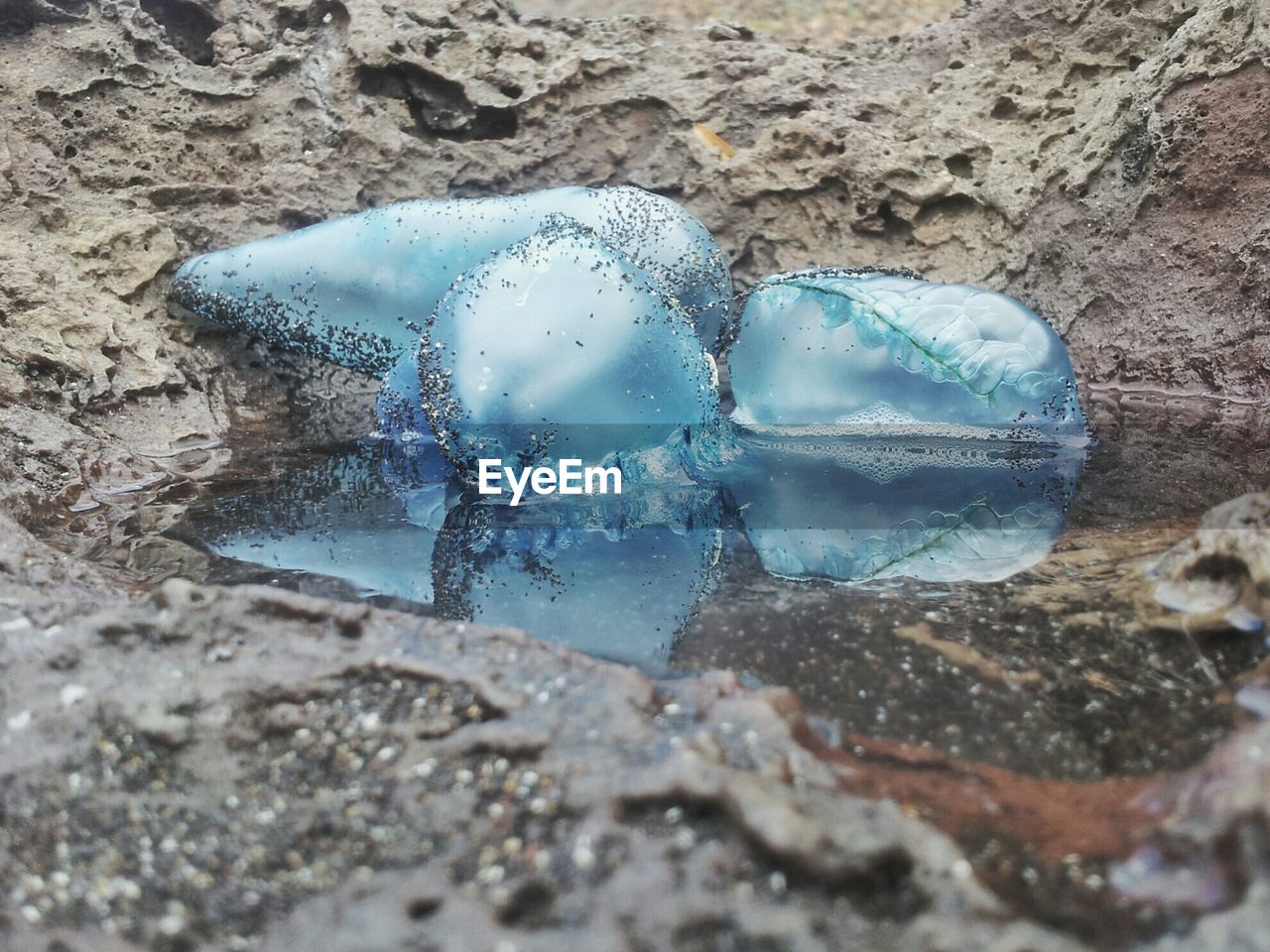 Dead jellyfish in water amidst rocks