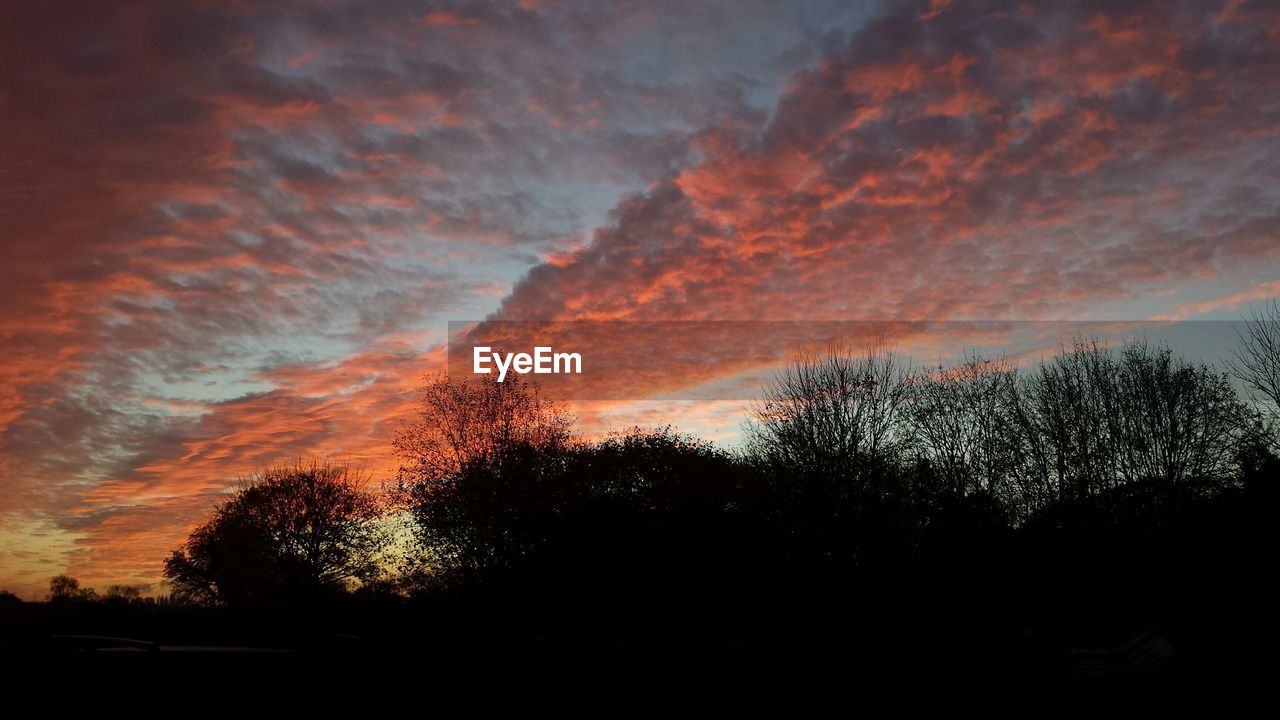 Silhouette of bare trees at dusk 