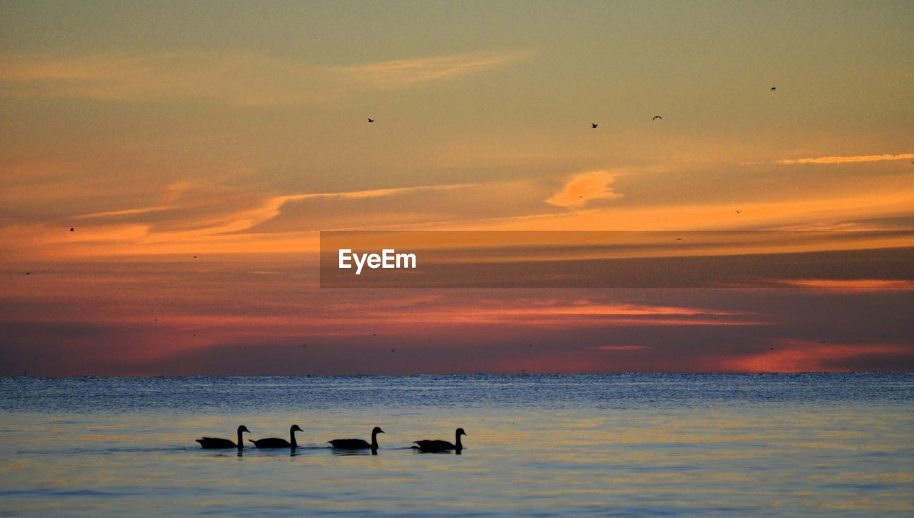 Silhouette birds swimming in lake erie against sky during sunset