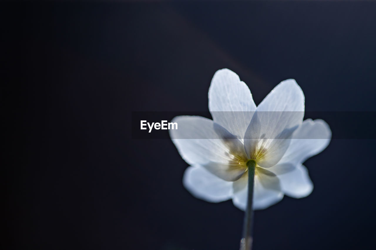 CLOSE-UP OF WHITE FLOWERING AGAINST BLACK BACKGROUND