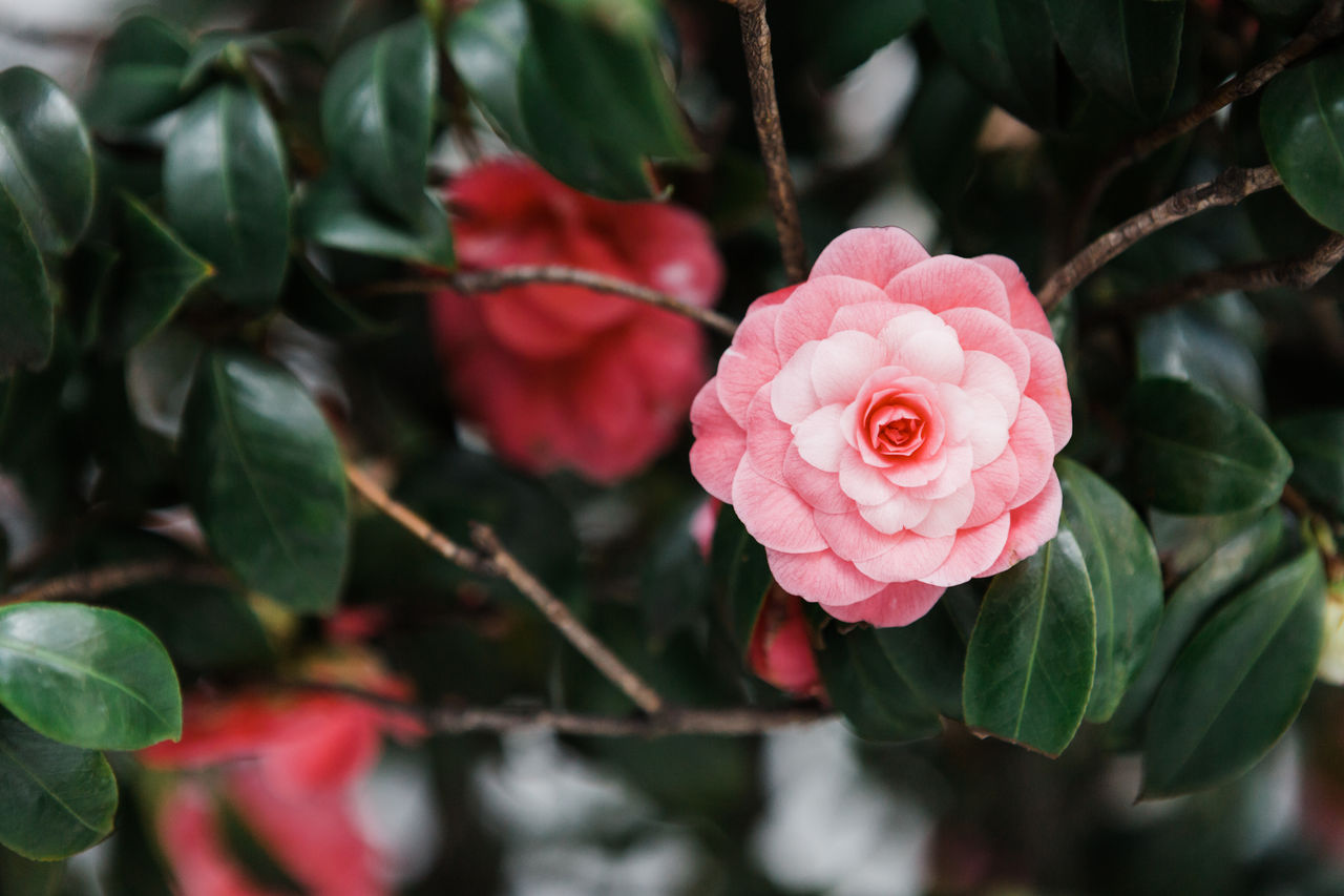 Close-up of pink rose