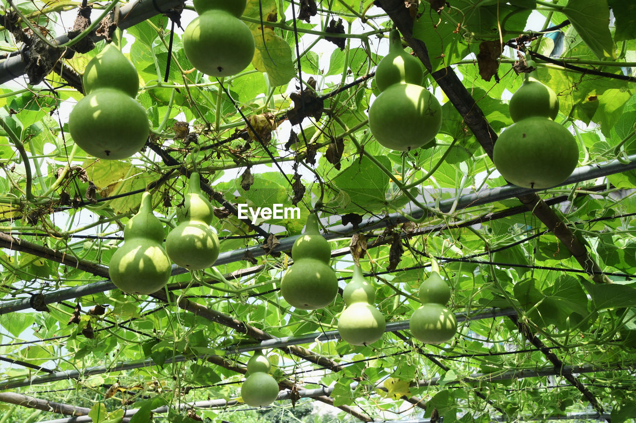 LOW ANGLE VIEW OF APPLE HANGING ON TREE