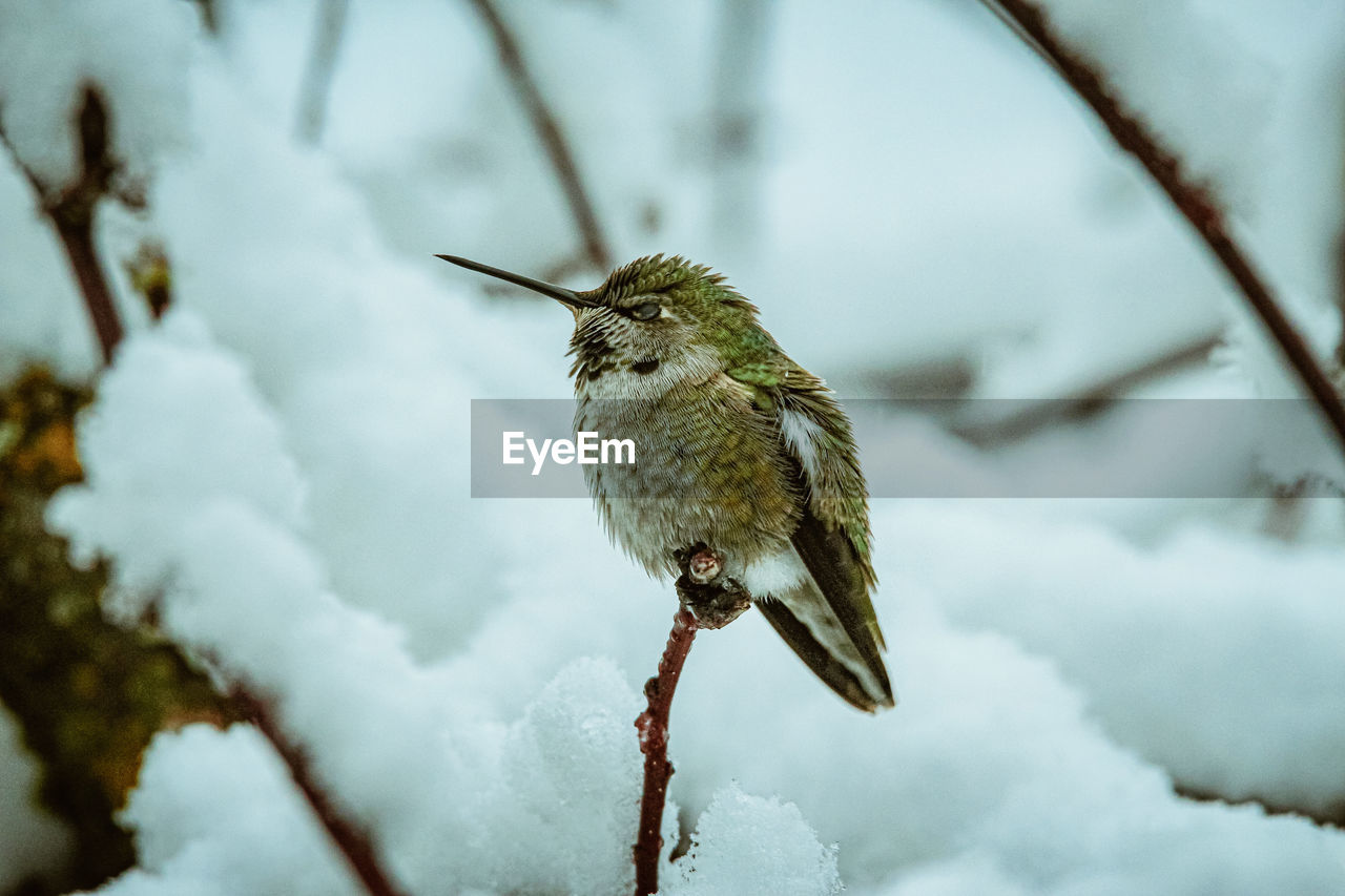 Close-up of hummingbird against blurred snow background