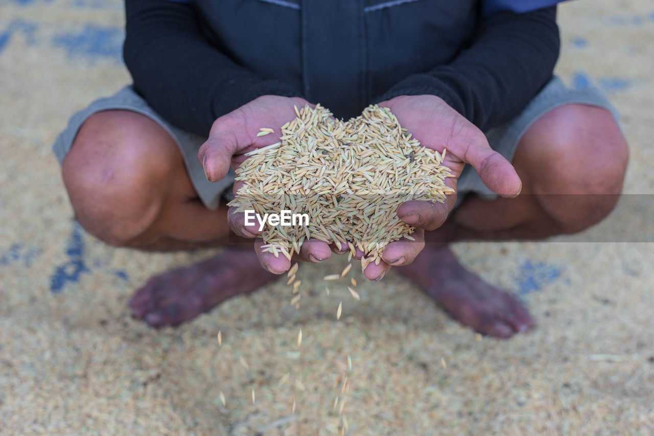 Rice in hand farmer