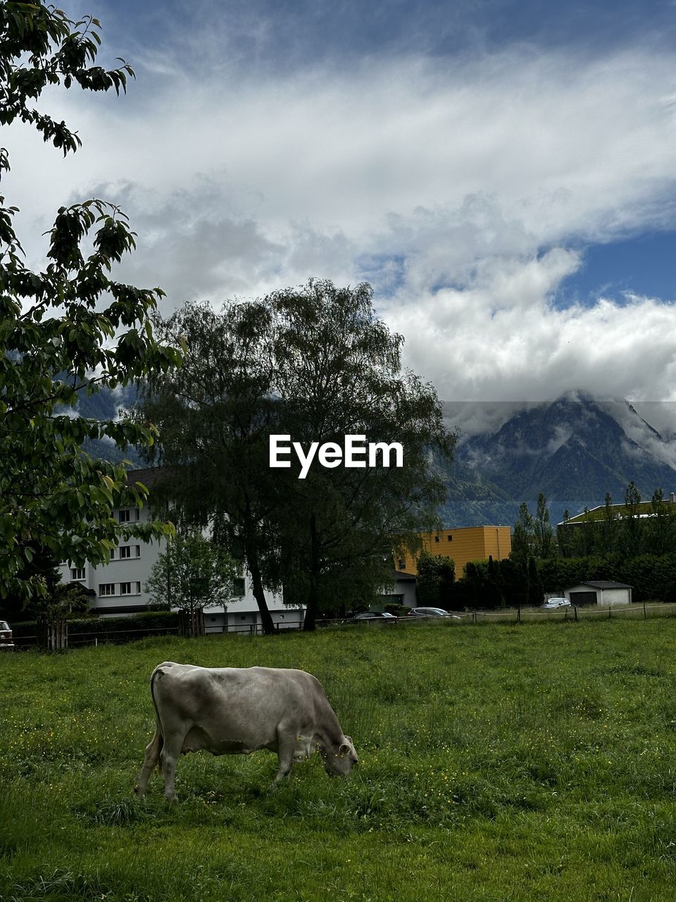 nature, plant, tree, sunlight, cloud, reflection, sky, green, no people, day, beauty in nature, outdoors, forest, animal, growth, water, grass, scenics - nature, animal themes, leaf, land, mountain, environment, one animal, animal wildlife, architecture