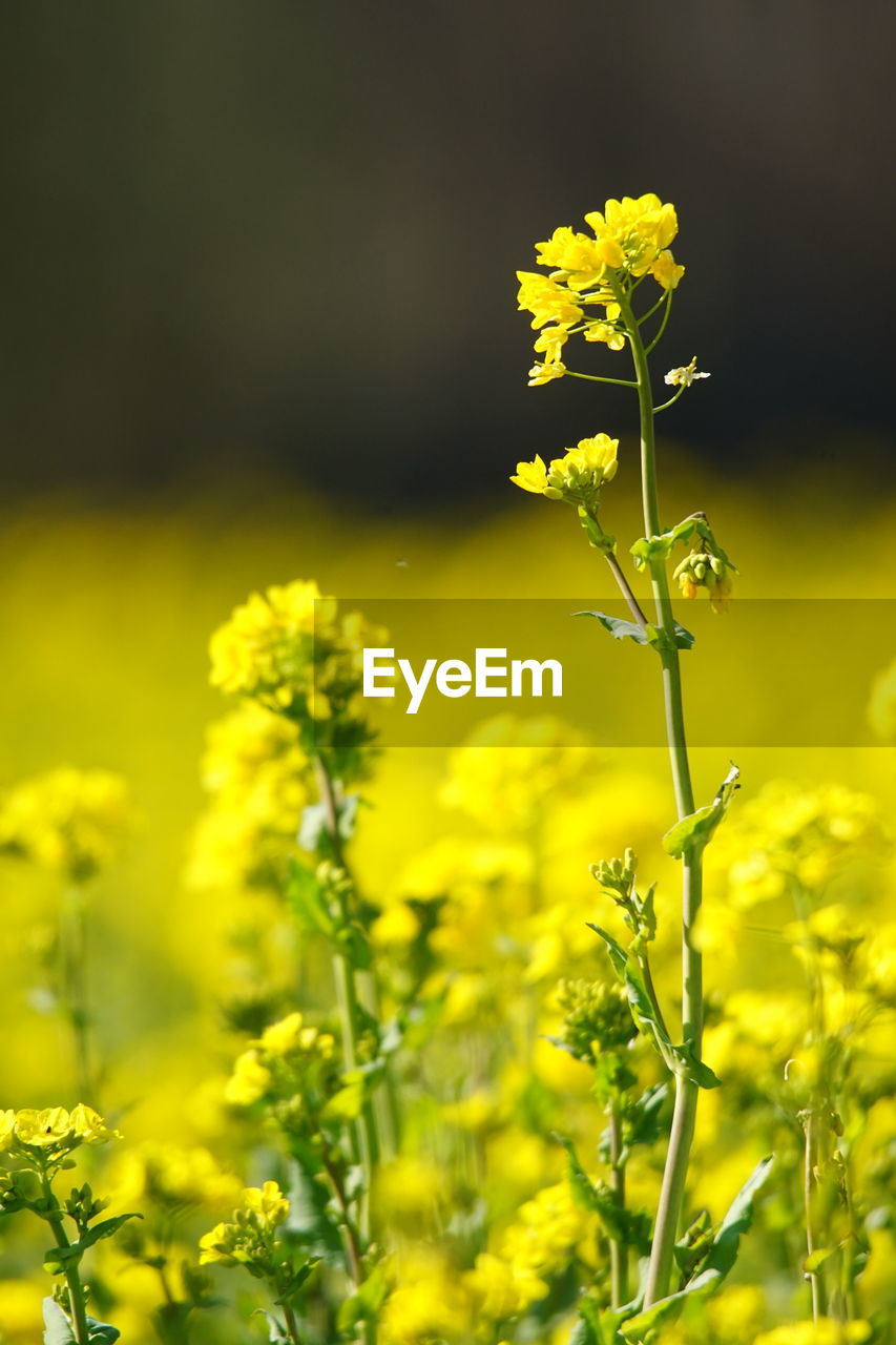 Close-up of yellow flowering plant