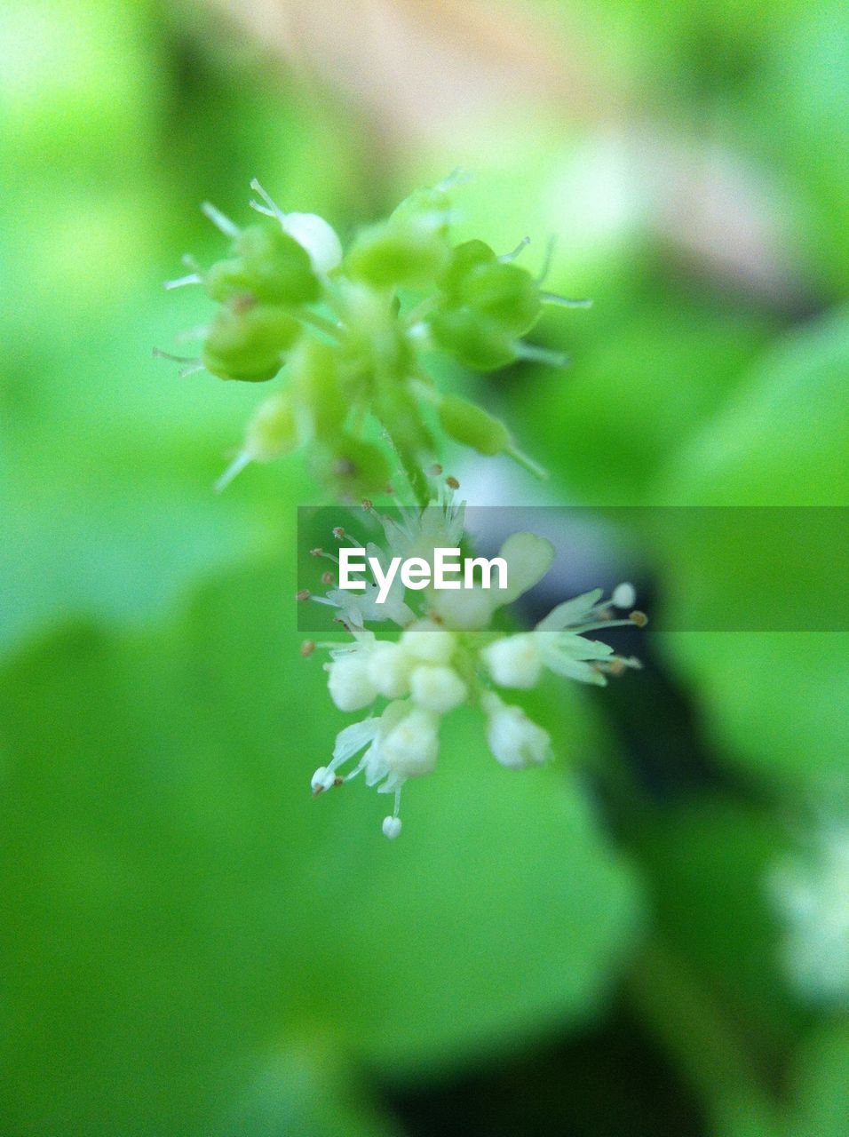 CLOSE-UP OF WHITE FLOWER