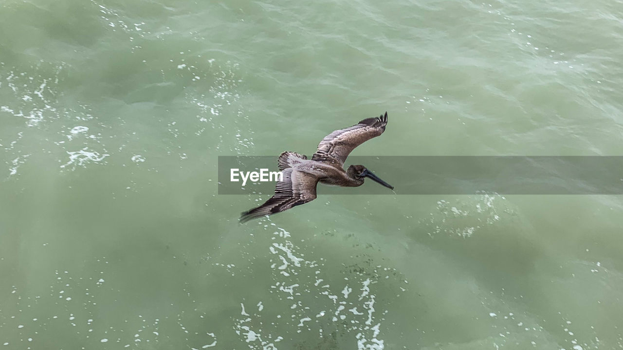 HIGH ANGLE VIEW OF A BIRD FLYING OVER LAKE