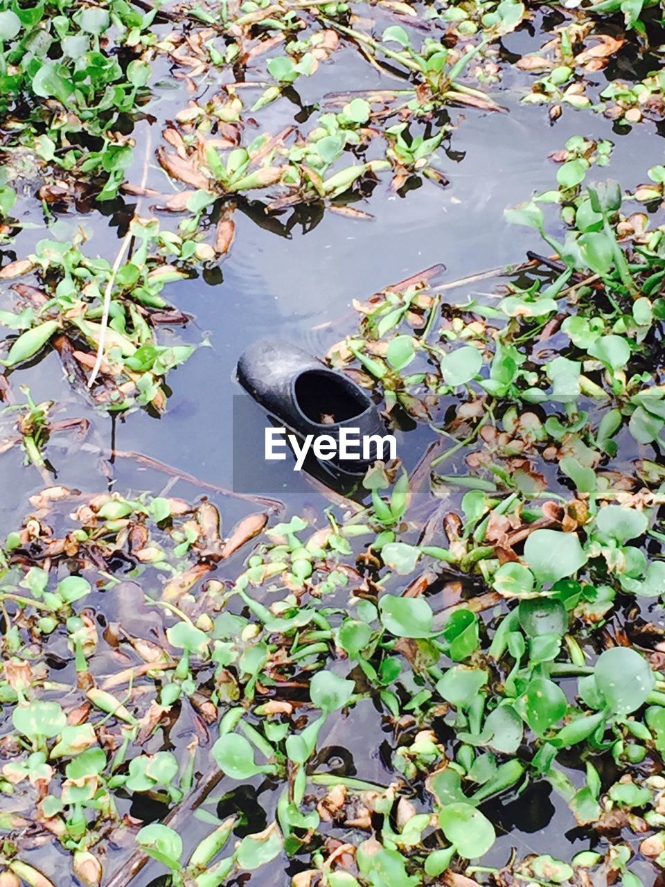 High angle view of abandoned shoe in pond