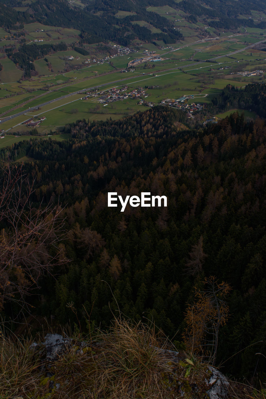 HIGH ANGLE VIEW OF TREES ON LAND