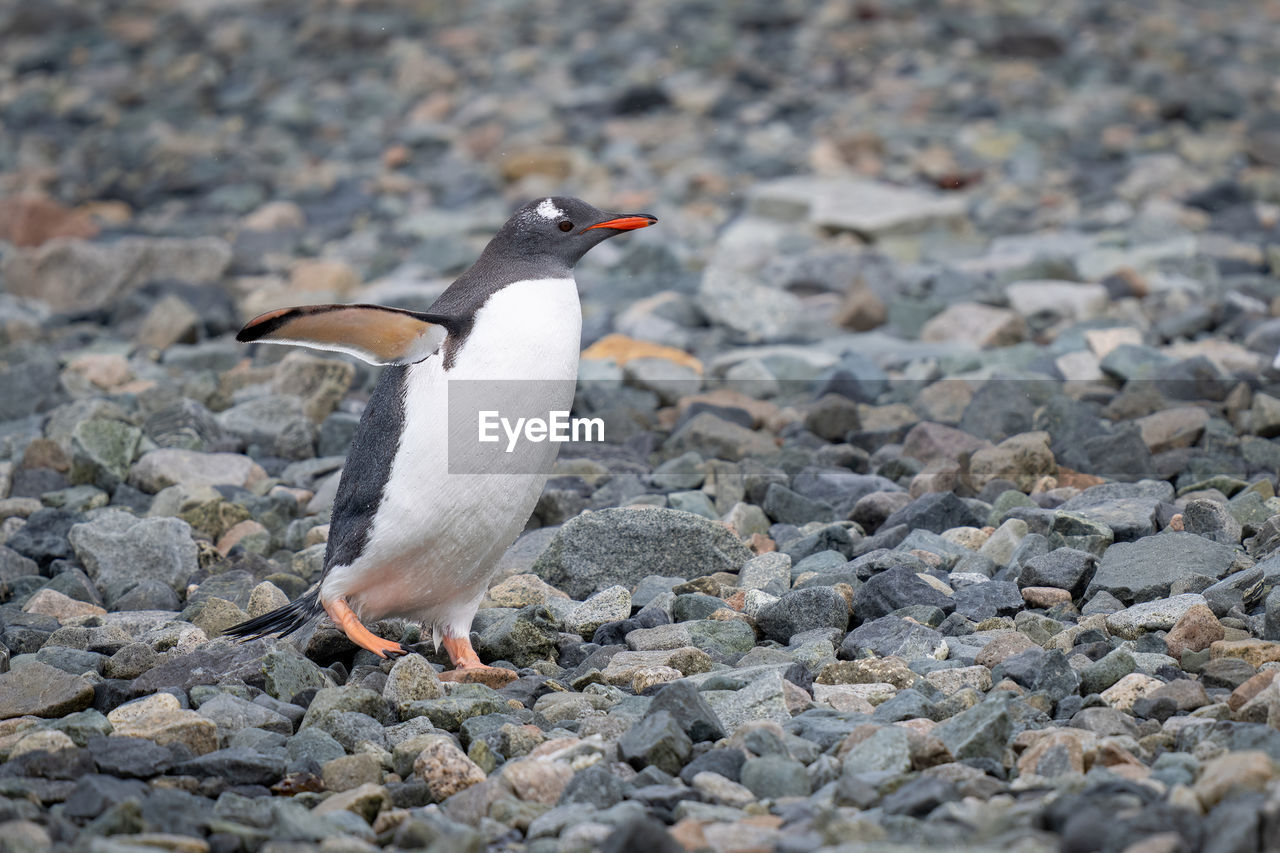 Gentoo penguin waddles over shingle in sunshine