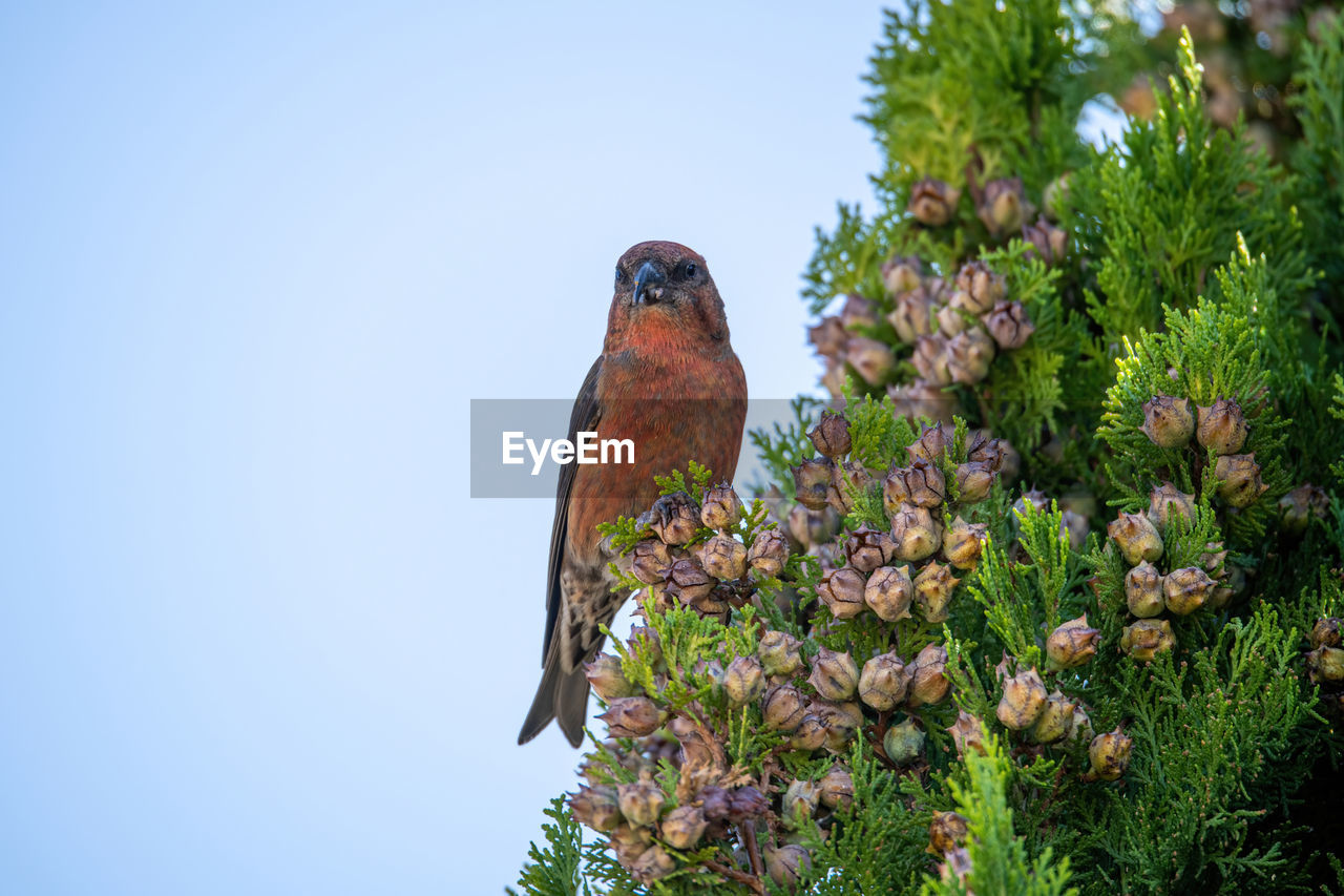 LOW ANGLE VIEW OF BIRD PERCHING ON FLOWER PLANT