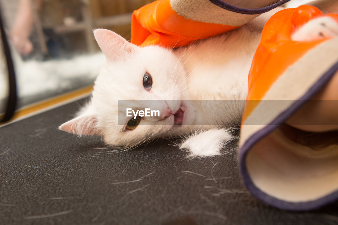 Cat grooming in pet grooming salon. woman uses the trimmer for trimming fur.