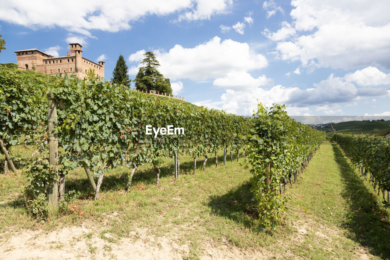 PANORAMIC VIEW OF VINEYARD