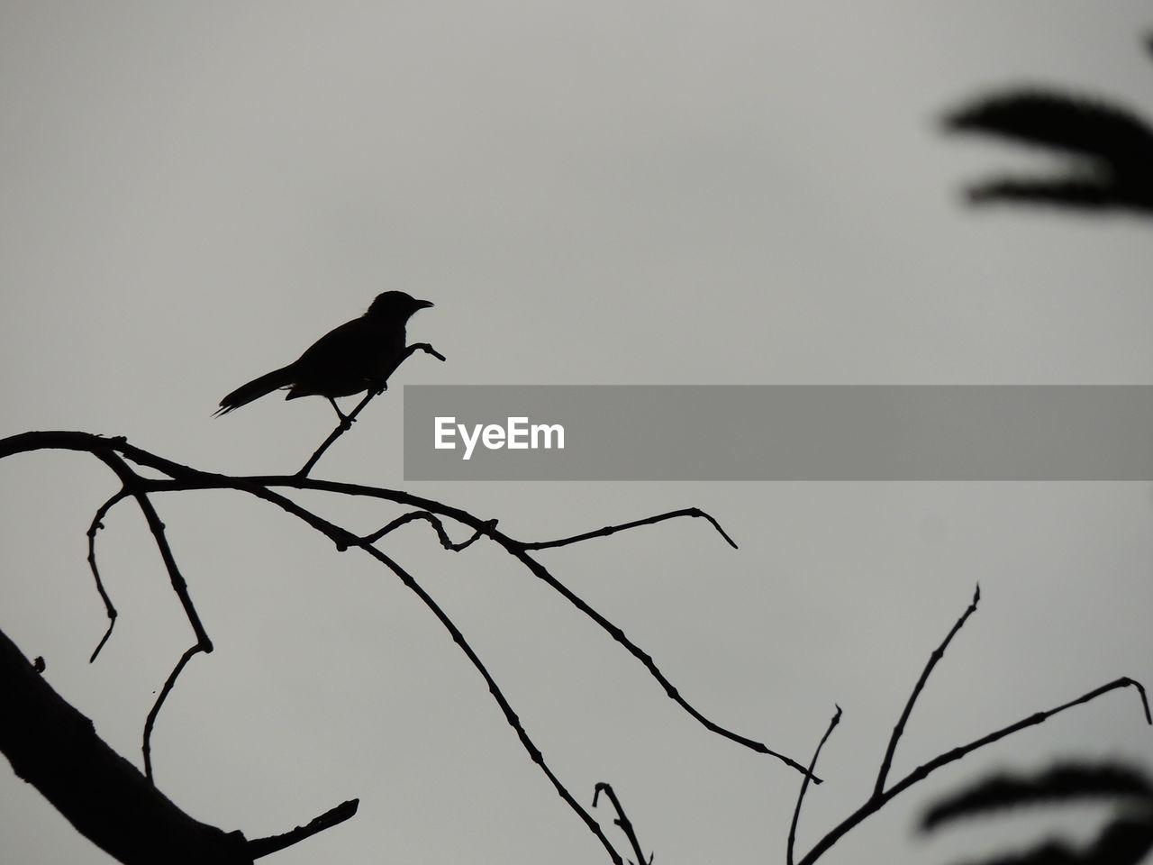 LOW ANGLE VIEW OF SILHOUETTE BIRD PERCHING ON BRANCH